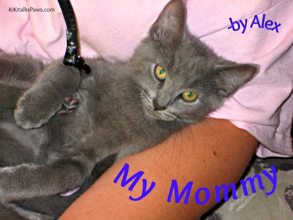 Russian blue kitten being held by a lady in pink
