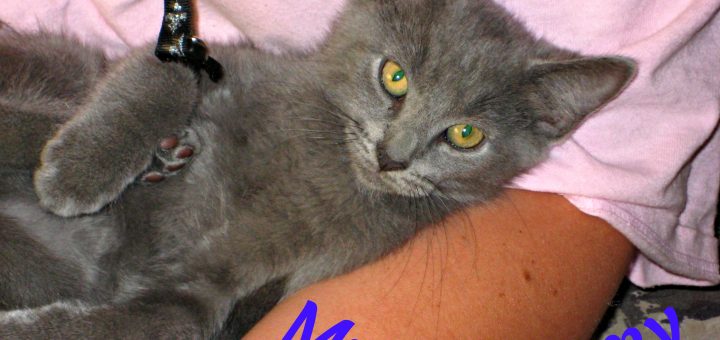 Russian blue kitten being held by a lady in pink