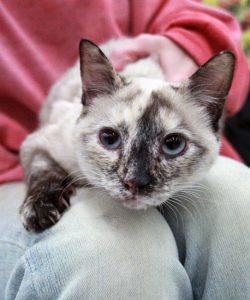 Torti Siamese girl resting on a lap