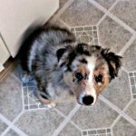 Aussie Puppy looking up from sit