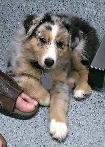 Aussie puppy laying at the vet