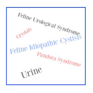 Different names for Urinary issues in cats
