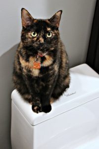Torti cat sitting on the toilet