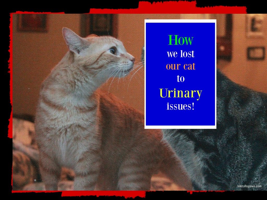 Orange tabby cat sitting at open window sniffing