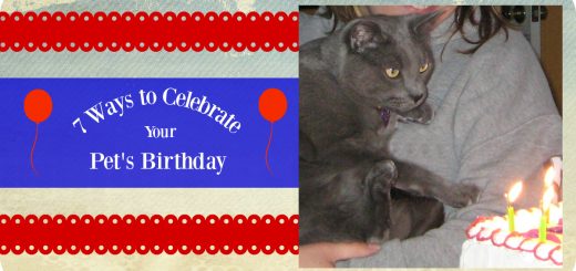 Russain Blue cat sitting for lit candles on birthday cake