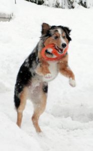 Australian Shepherd jumping to catch frisbee in his mouth