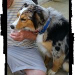 Australian Shepherd eating out of ice cream bowl