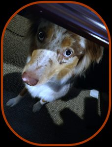 Australian Shepherd watching you from under a desk
