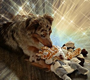 Australian Shepherd possessing all the toys