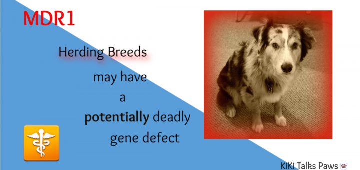 Genetic Defect in Herding Breeds