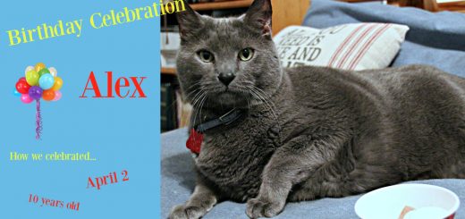 Russian Blue cat celebrating his birthday
