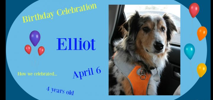 Blue Merle Australian Shepherd's birthday