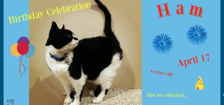 Black and white cat celebrating birthday.