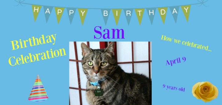 9 year old tiger cat celebrates birthday