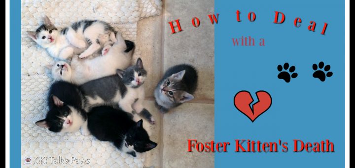 Litter of kittens on floor