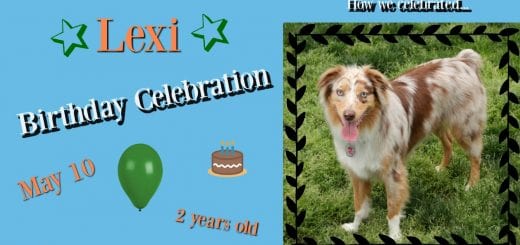 Red Merle Australian Shepherd turns 2 years old.