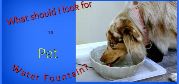 Red Merle Australian Shepherd drinking from water fountain