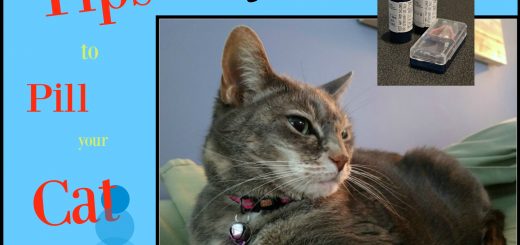 Dilute Tortie Cat staring @ pill bottles