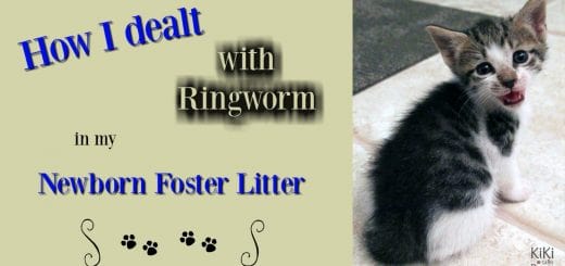 Ringworm issues in foster litter