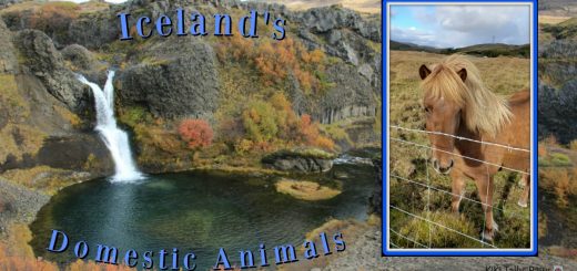 Iceland scene with Horse on the inset