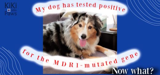 My dog has tested positive for MDR1-mutated gene Now What?